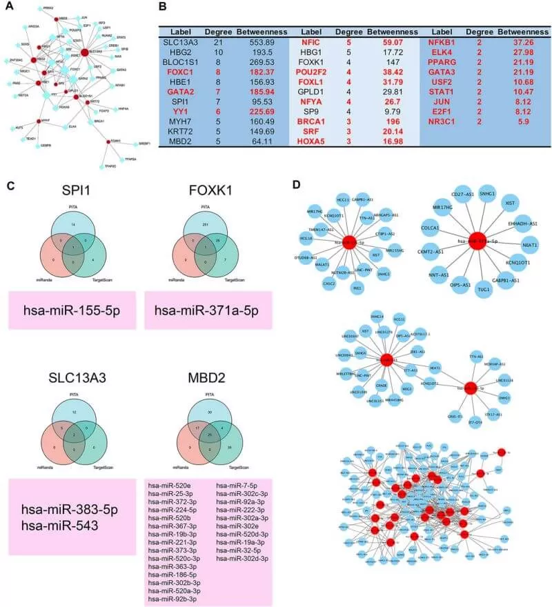 ceRNA and transcription factor regulatory network of 12 clinically significant proteins.